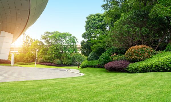 Commercial Shrub Trimming in Jacksonville