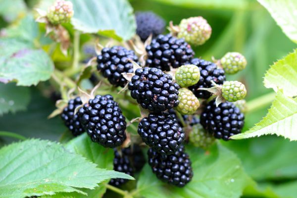 Blackberry Bush Removal in Jacksonville