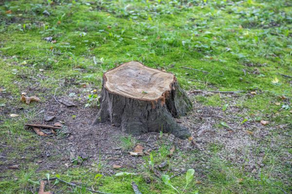 Bush Stump Removal in Jacksonville