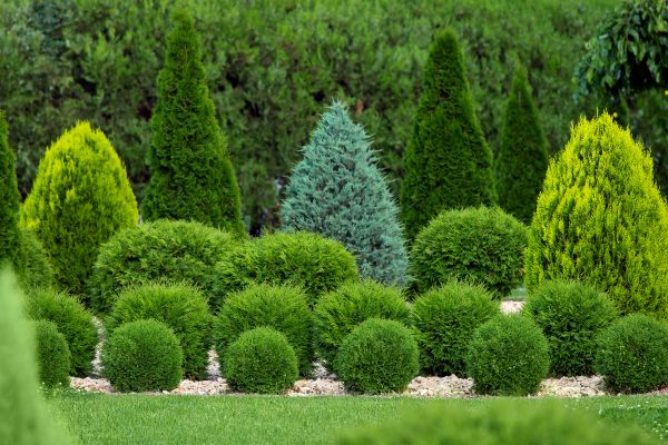 Bush Trimming Service in Jacksonville