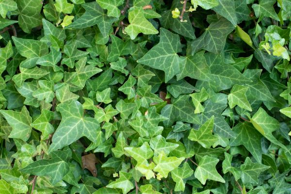 English Ivy Removal in Jacksonville