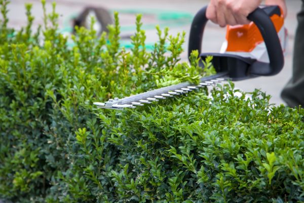 Hedge Pruning in Jacksonville