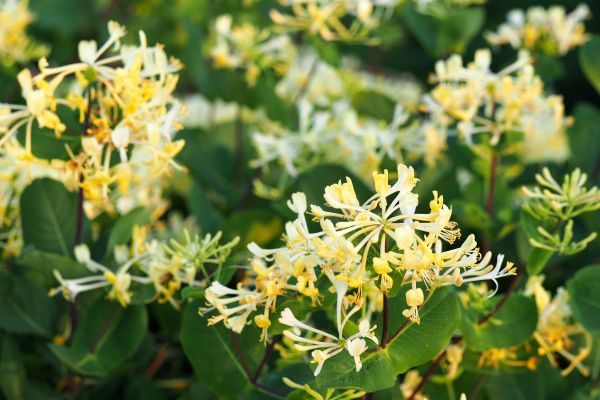 Honeysuckle Removal in Jacksonville