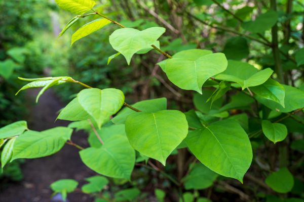 Invasive Plant Removal in Jacksonville