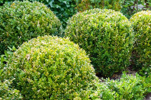 Landscape Trimming Service in Jacksonville