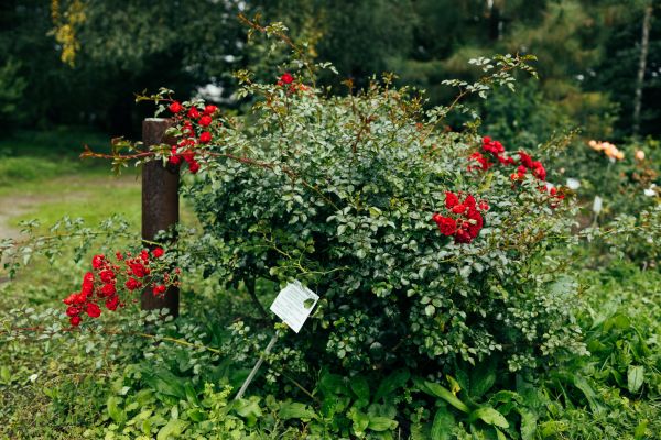 Rose Bush Removal in Jacksonville