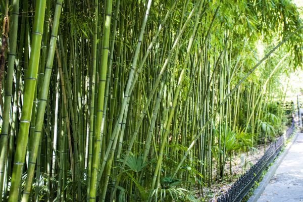 Bamboo Root Removal in Jacksonville