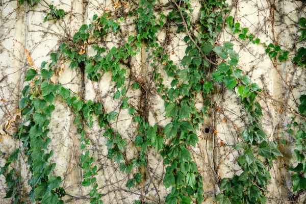 Vine Removal Service in Jacksonville