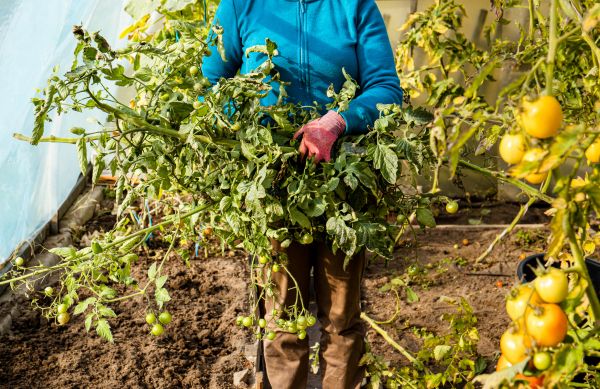 Garden Plant Removal in Jacksonville