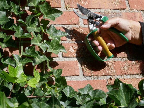 Ivy Removal Service in Jacksonville