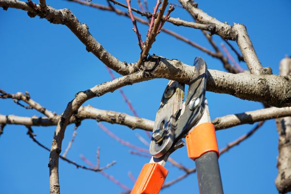 Selective Pruning in Jacksonville