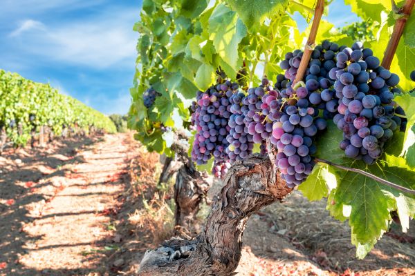 Grapevine Pruning in Jacksonville