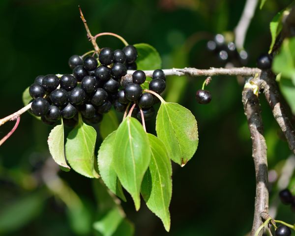 Buckthorn Removal in Jacksonville