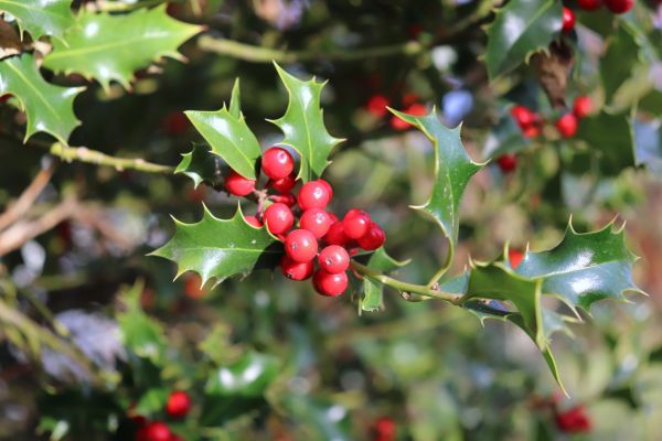 Holly Tree Trimming in Jacksonville