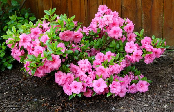 Azaleas Removal in Jacksonville