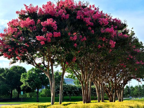 Crepe Myrtle Pruning in Jacksonville