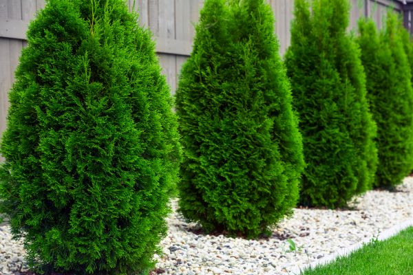 Arborvitae Pruning in Jacksonville