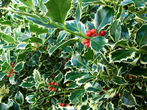 Holly Bushes Trimming in Jacksonville