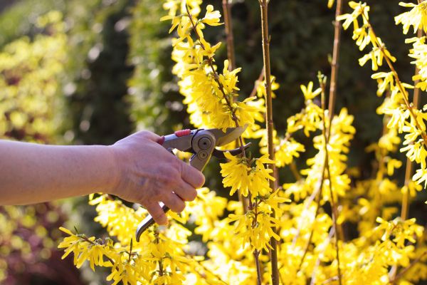Forsythia Pruning in Jacksonville