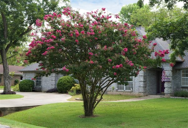 Crepe Myrtle Trimming in Jacksonville