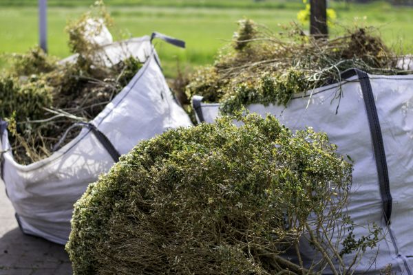 Shrubs Removal in Jacksonville