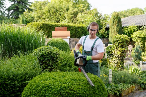 Shrubs Trimming in Jacksonville
