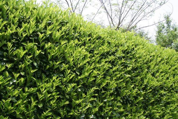 Laurel Shrub Removal in Jacksonville
