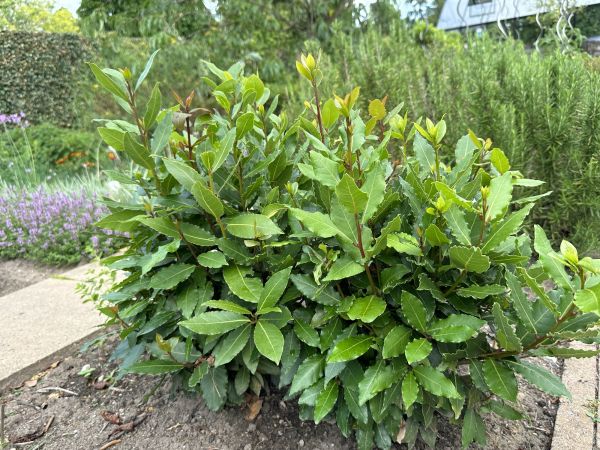 Laurel Hedge Removal in Jacksonville