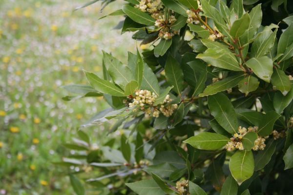 Laurel Trimming in Jacksonville