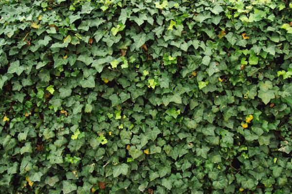 Ivy Pruning service in Jacksonville