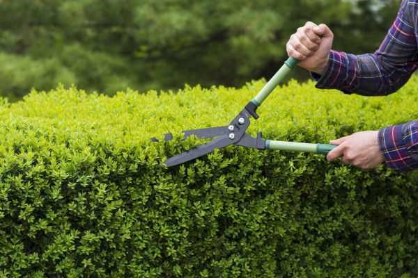 Evergreen Shrub Pruning in Jacksonville