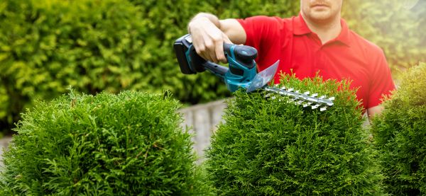 Hedge Shaping Service in Jacksonville