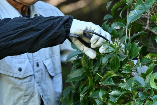 Holly Pruning in Jacksonville