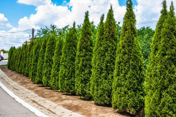 Arborvitae Shearing in Jacksonville