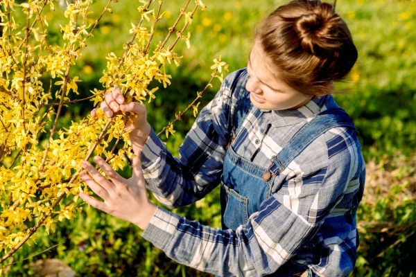 Forsythia Trimming in Jacksonville