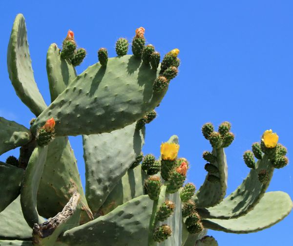 Cactus Removal in Jacksonville