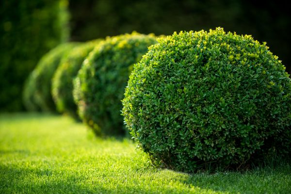 Boxwood Shaping in Jacksonville