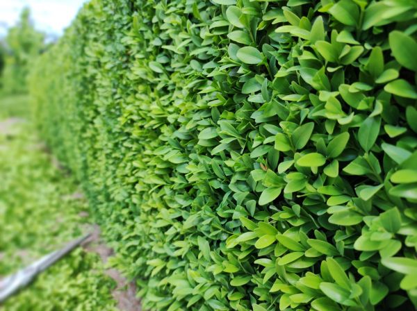 Boxwood Pruning in Jacksonville
