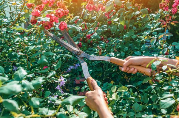 Knockout Roses Pruning in Jacksonville