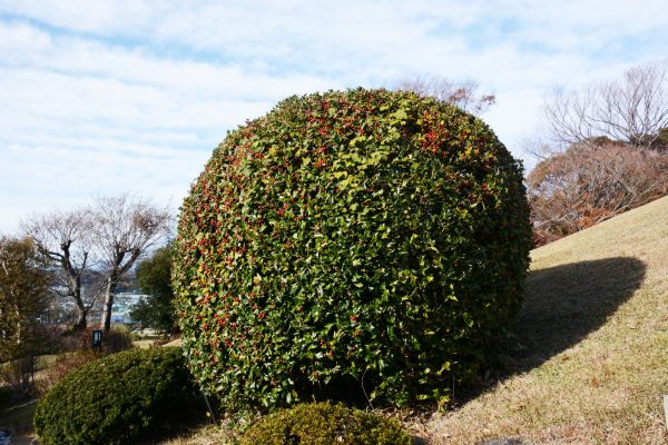 Holly Shrub Pruning in Jacksonville