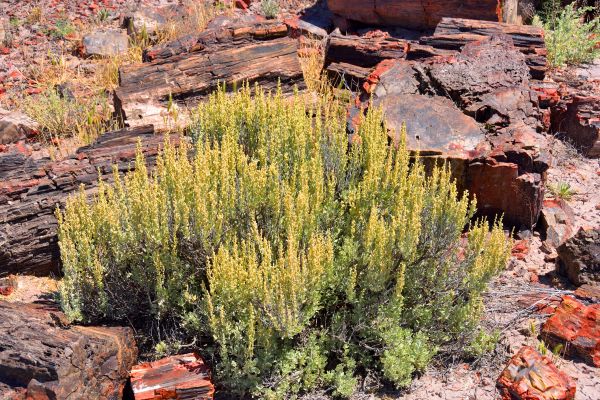 Sagebrush Removal in Jacksonville