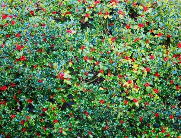 Holly Bush Removal in Jacksonville