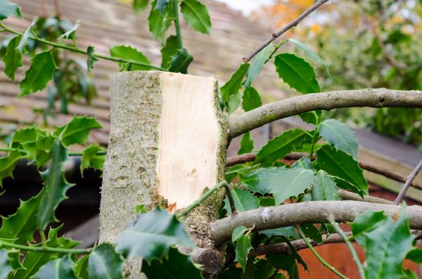 Holly Tree Removal in Jacksonville