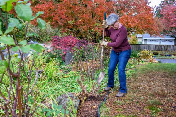 Dead Bush Removal in Jacksonville