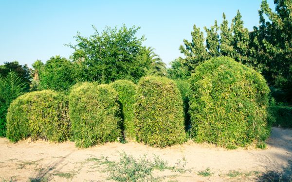 Bamboo Hedge Removal in Jacksonville