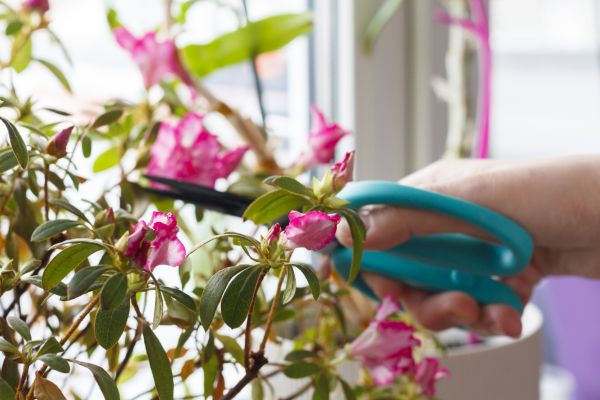 Azalea Pruning in Jacksonville