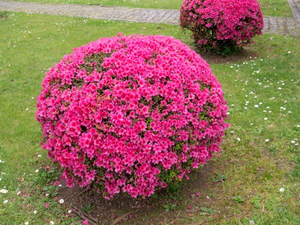 Rhododendron Pruning in Jacksonville