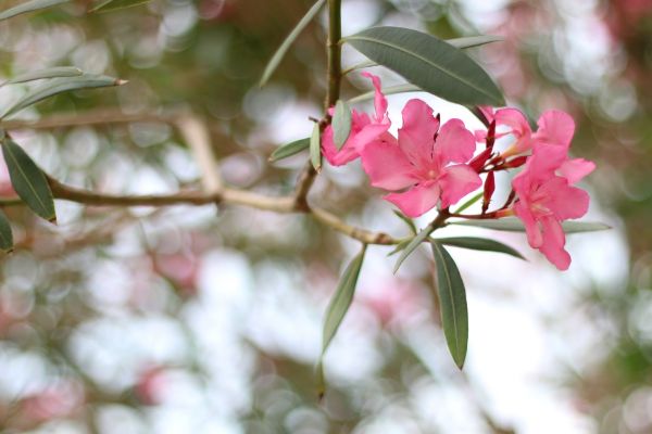 Oleander Removal in Jacksonville