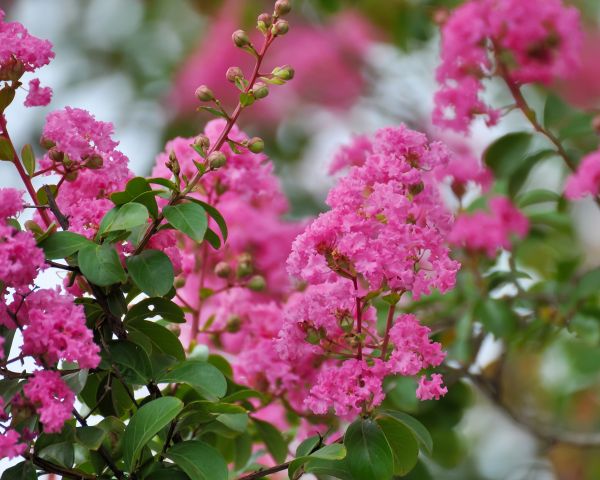 Crepe Myrtle Removal in Jacksonville
