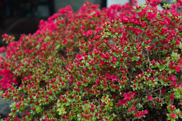 Weigela Removal Service in Jacksonville